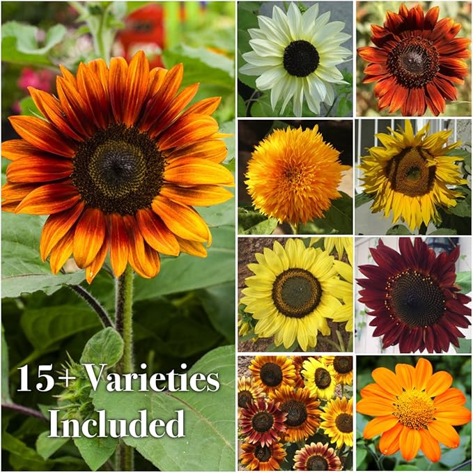Seed Needs Sunflower Seeds for Planting The Original Crazy Blend | 1 Ounce 15+ Heirloom Varieties