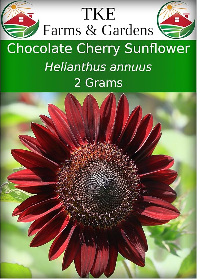 TKE Farms & Gardens - Chocolate Cherry Sunflower Seeds for Planting, 50+ Heirloom Non-GMO Seeds