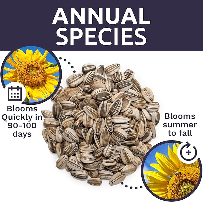 Mammoth Grey Stripe Sunflower Seeds for Planting – Bulk Quarter Pound Bag – Over 1,000 Open