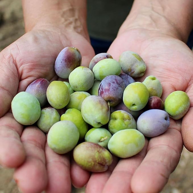 Ayvaco Extra Virgin Olive Oil ??Cold Pressed, Single Origin, Small Batch, Monovarietal