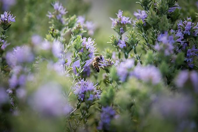 Thyme Honey by Ancient Foods - Organic Honey Raw Unfiltered Authentic Greek Honey from Greece |