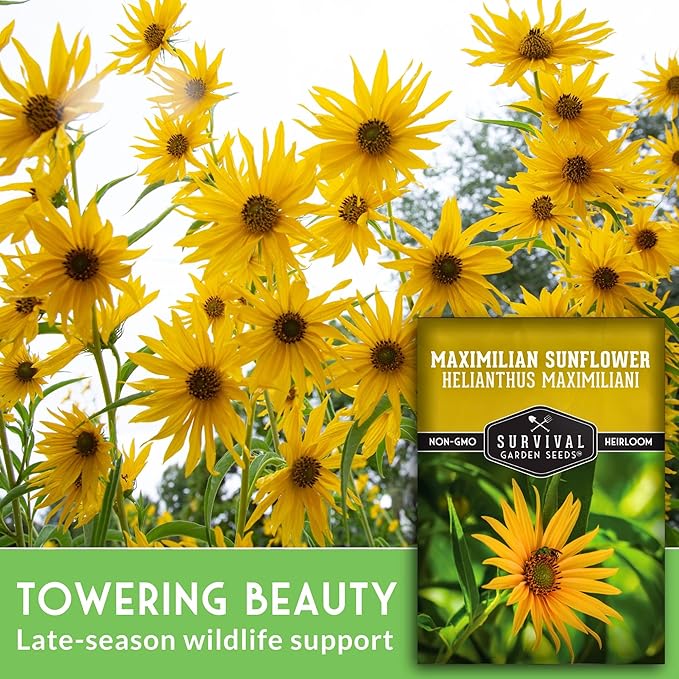 Survival Garden Seeds - Maximilian Sunflower (Helianthus maximiliani) | 10-Foot Prairie Giant |