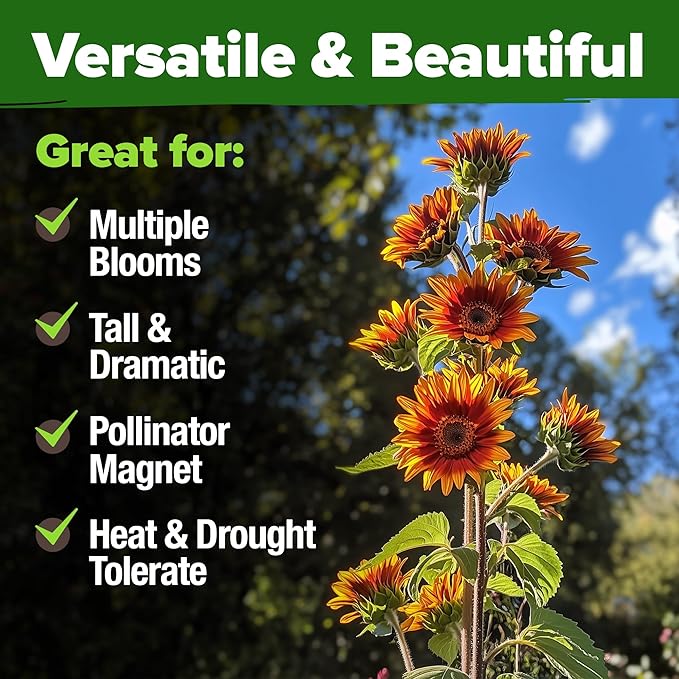 HOME GROWN 𝗨𝗦𝗔 𝗣𝗥𝗘𝗠𝗜𝗨𝗠 Autumn Beauty Sunflower Seeds to Plant 40 Heirloom Non-GMO