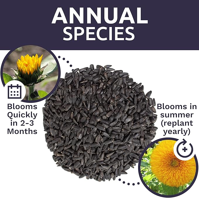 Giant Teddy Bear Sunflower Seeds - Bulk 1/4 Pound Bag - Over 5,000 Fresh Open Pollinated Non-GMO