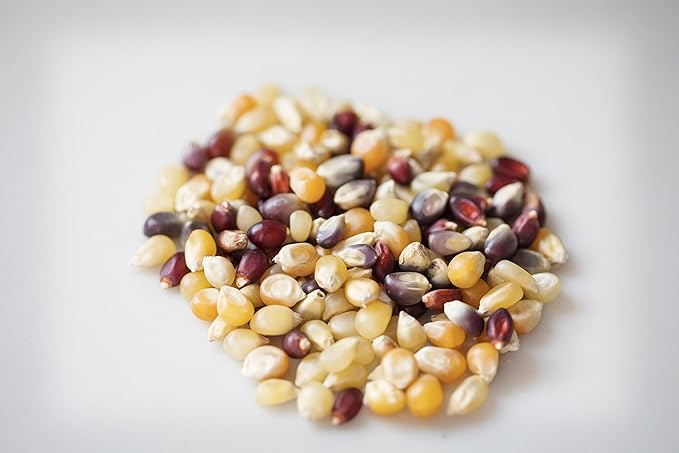 Amish Country Popcorn | 50 lb Bag | Rainbow Popcorn Kernels | Old Fashioned, Non-GMO and Gluten