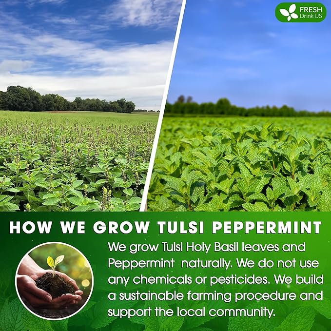 FreshDrinkUS, Premium Tulsi Peppermint Herbal Tea ??55 Tea Bags, 100% Natural, Blend of Tulsi Holy