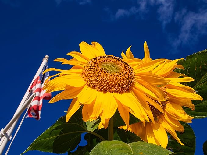 TKE Farms & Gardens - Mammoth Sunflower Seeds for Planting, 100+ Non-GMO Heirloom Seeds, Grow