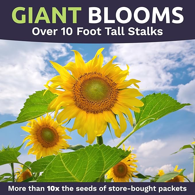 Mammoth Grey Stripe Sunflower Seeds for Planting – Bulk Quarter Pound Bag – Over 1,000 Open