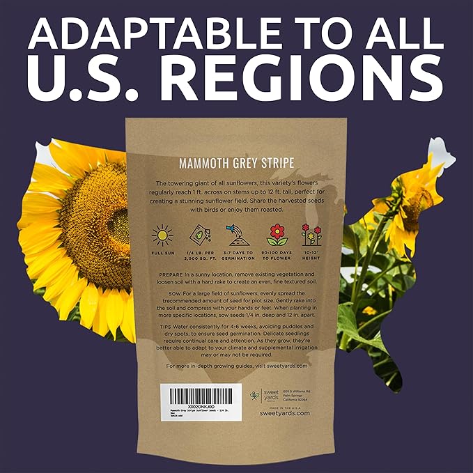 Mammoth Grey Stripe Sunflower Seeds for Planting – Bulk Quarter Pound Bag – Over 1,000 Open