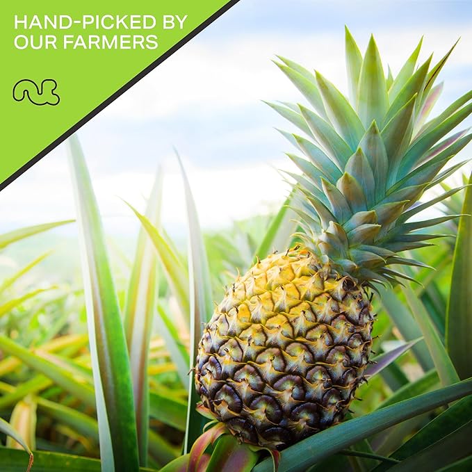 NUT CRAVINGS - Sun Dried Pineapple Chunks, Lightly Sweetened (16oz, 1 LB) Bulk Dry Fruits Packed