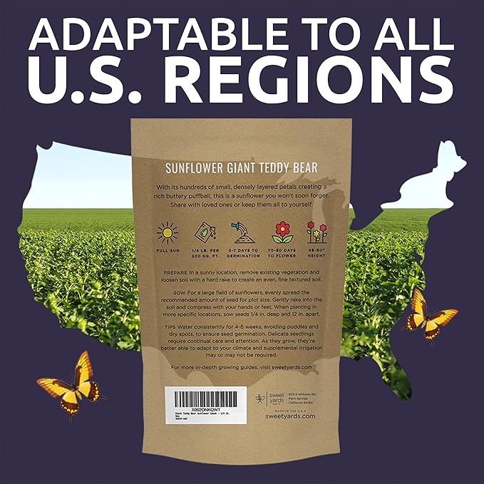 Giant Teddy Bear Sunflower Seeds - Bulk 1/4 Pound Bag - Over 5,000 Fresh Open Pollinated Non-GMO