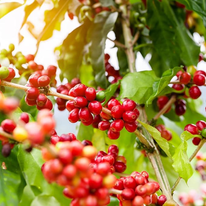 doanhdang - 17 Oz Premium Robusta Ground Bean Coffee, 100% Robusta Medium Roast, Rich Flavor for
