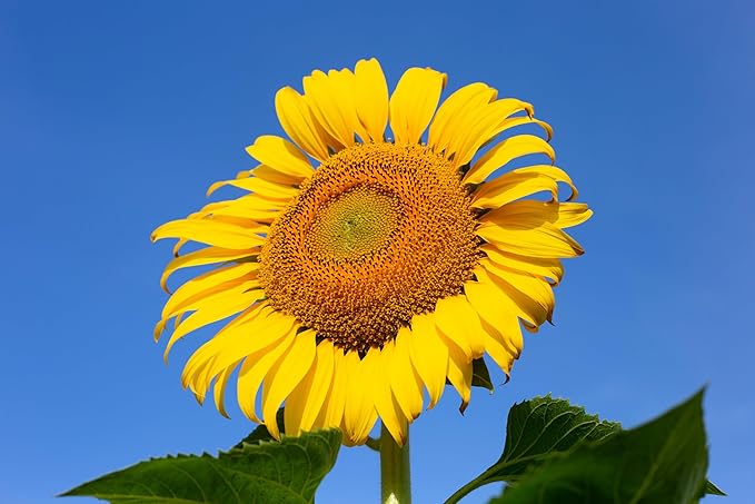 TKE Farms & Gardens - Mammoth Sunflower Seeds for Planting, 100+ Non-GMO Heirloom Seeds, Grow