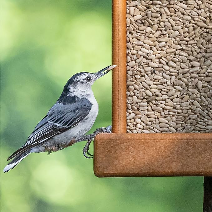 Morning Song Sunflower Hearts & Chips Wild Bird Food, No Mess Sunflower Seeds for Birds, 5.5-Pound