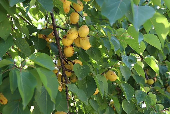 Arashan Apricots – Delicious Dried Apricot Fruit, MOST Delectable Dry Apricot In The World! Grown