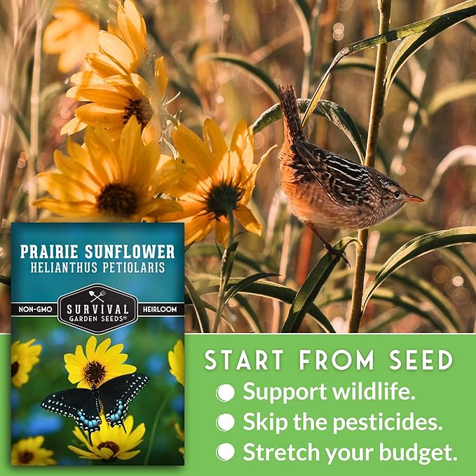 Survival Garden Seeds - Native Prairie Sunflower (Helianthus petiolaris) | Compact Drought Tolerant