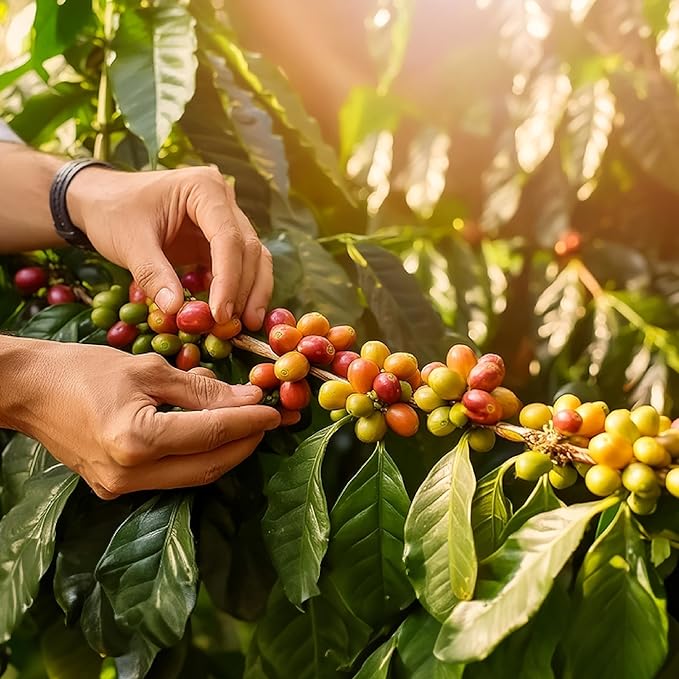 doanhdang - 17 Oz Premium Arabica Whole Bean Coffee, 100% Arabica Medium Roast, Rich Flavor for
