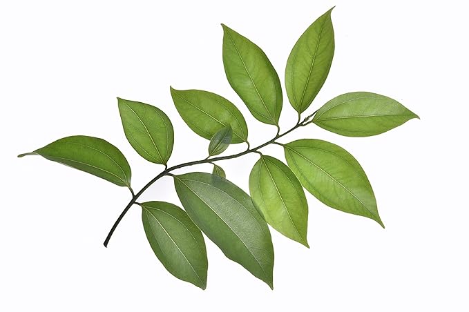 US Organic 100% Pure Cinnamon Leaf Essential Oil - USDA Certified Organic, Steam Distilled - W/Euro