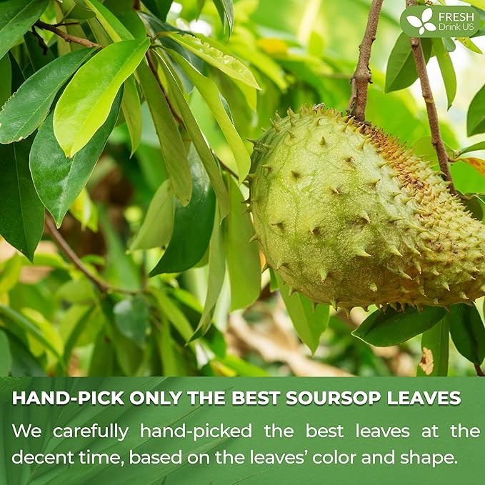 FreshDrinkUS, Premium 33 Soursop Graviola Leaf Tea Bags, 100% Natural & Pure from Soursop Leaves