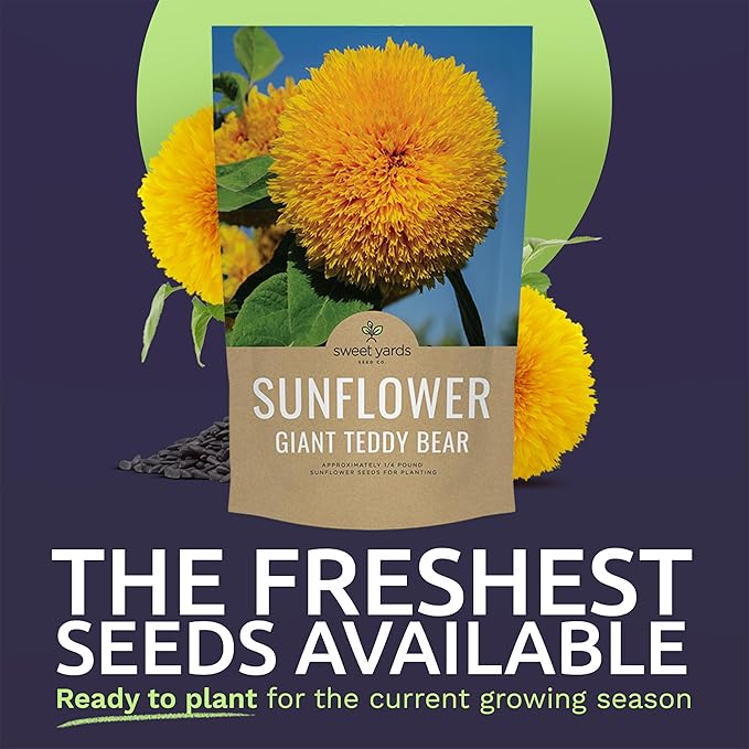 Giant Teddy Bear Sunflower Seeds - Bulk 1/4 Pound Bag - Over 5,000 Fresh Open Pollinated Non-GMO