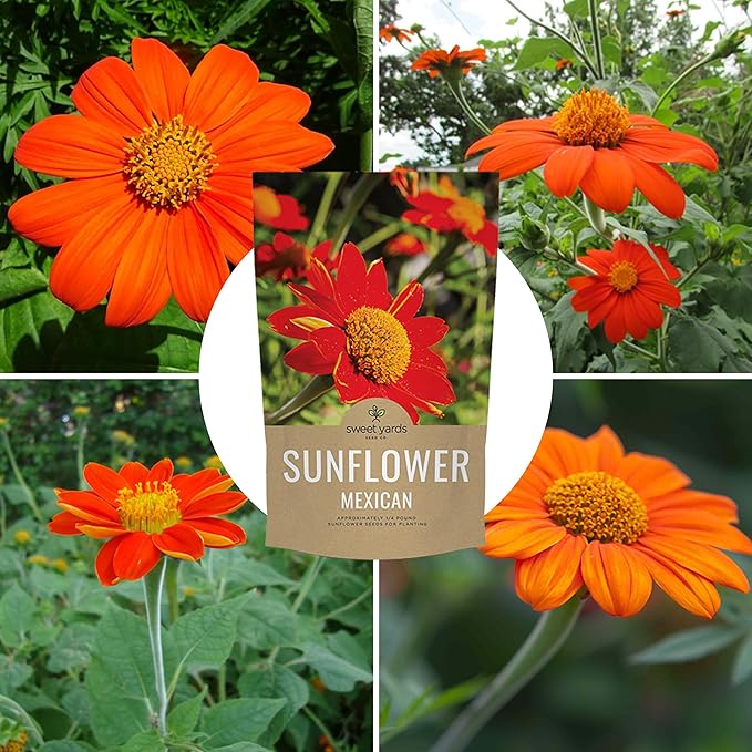 Mexican Sunflower Seeds – Bulk Quarter Pound Bag – Over 10,000 Open Pollinated Non-GMO Wildflower