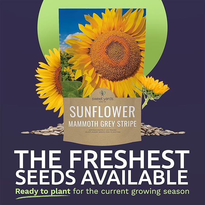 Mammoth Grey Stripe Sunflower Seeds for Planting – Bulk Quarter Pound Bag – Over 1,000 Open