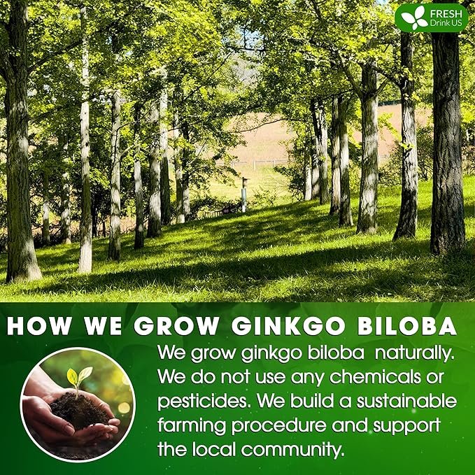 FreshDrinkUS, Premium 55 Ginkgo Biloba Leaf Tea Bags, 100% Natural & Pure from Ginkgo Biloba