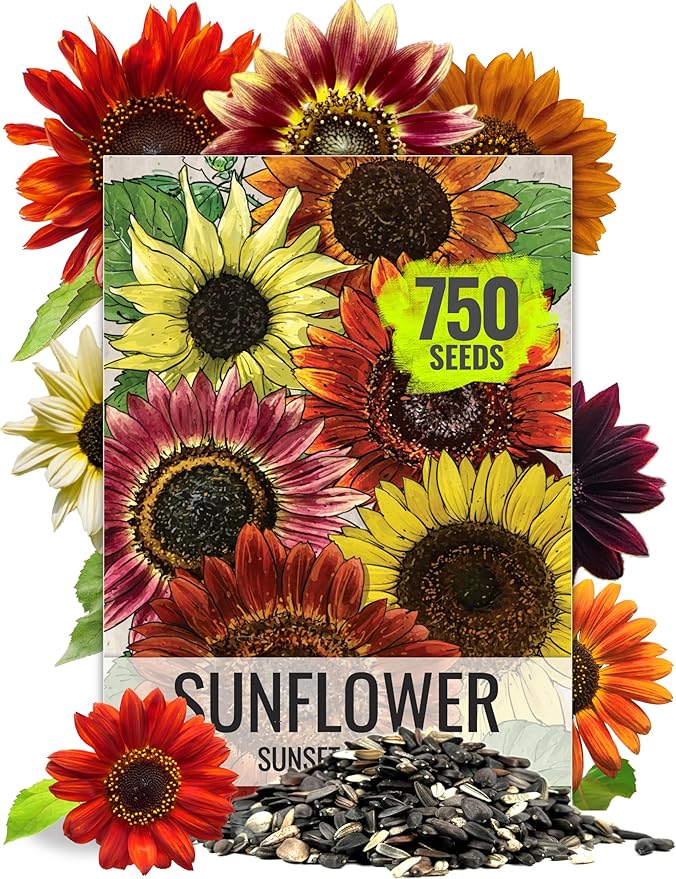 Seed Needs Sunflower Seeds to Plant Sunset Blend 7 Varieties Mix | 750+ Seeds Helianthus Annuus