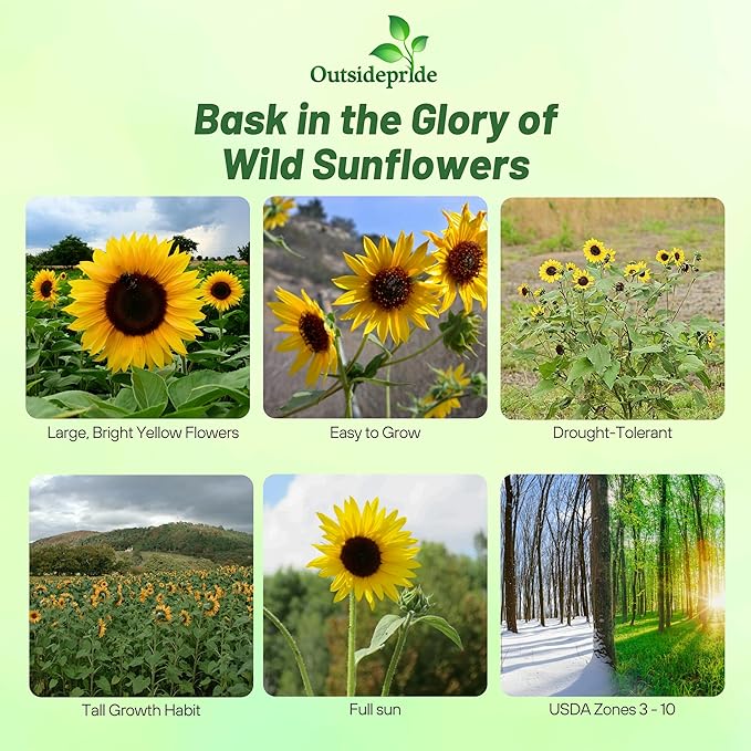Outsidepride Wild Sunflower Seeds for Planting - 1 lb. Annual, Easy to Grow Flower Seeds w/Vibrant