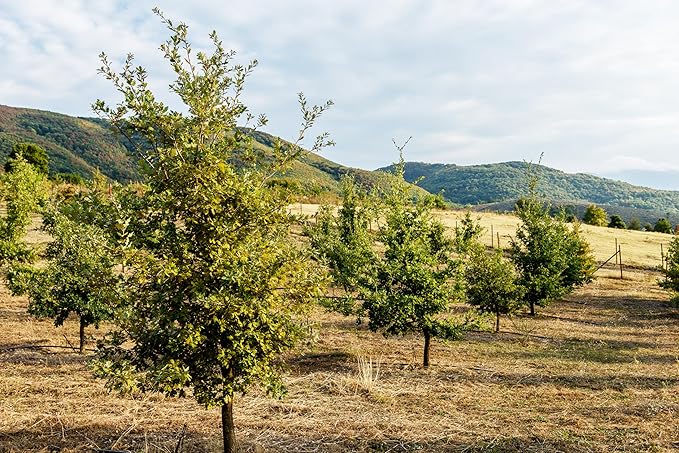 Dryas White Truffle Oil | Made from Wild Greek Truffles and Greek Extra Virgin Olive Oil |