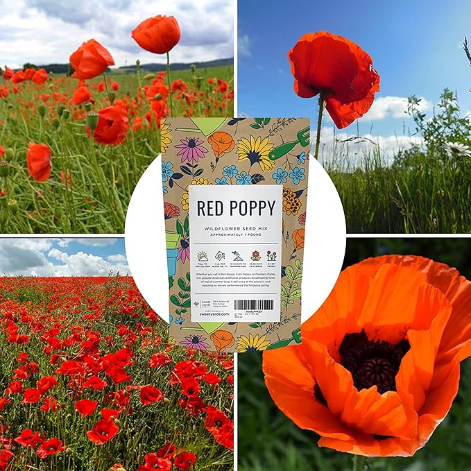 Red Poppy Seeds for Planting - Bulk 1 Pound Bag - Over 3,200,000 Wildflower Seeds
