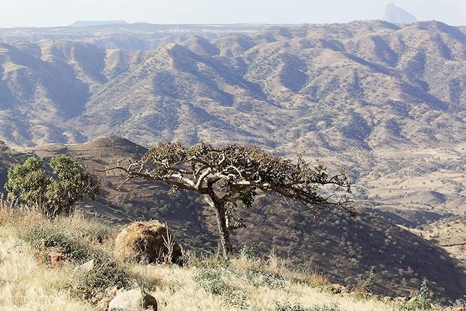 US Organic 100% Pure Frankincense (Boswellia Carteri) Essential Oil - Sourced from The Horn of
