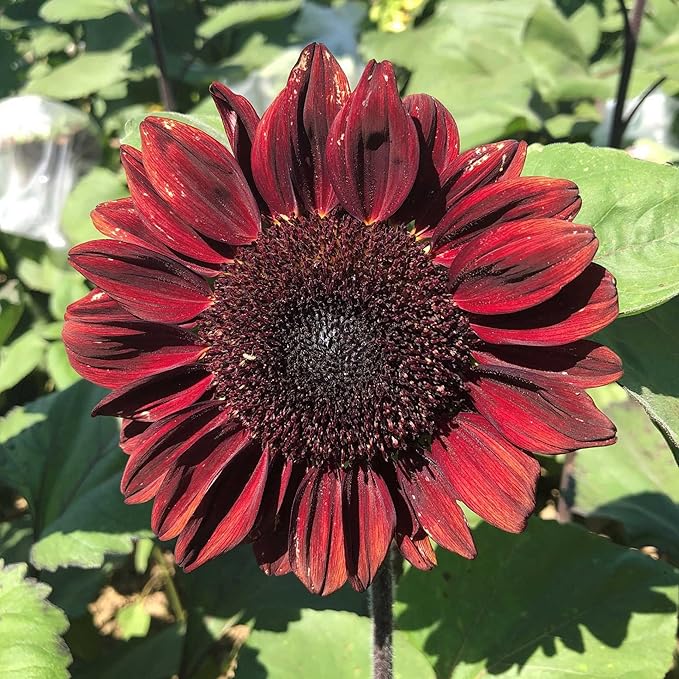 Park Seed ProCut Red Sunflower Seeds – Deep Red 4-Inch Blooms with Brown Centers, Easy to Grow