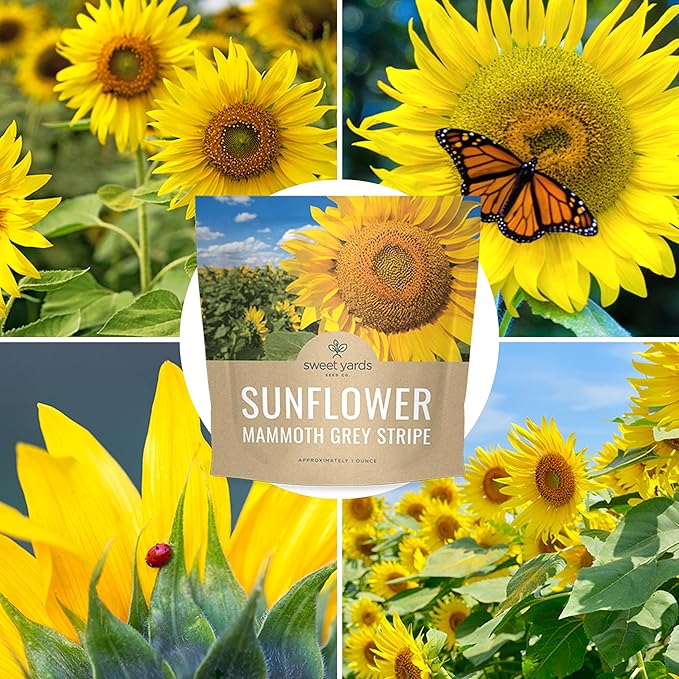 Mammoth Grey Stripe Sunflower Seeds for Planting – Extra Large Packet – Over 250 Open Pollinated