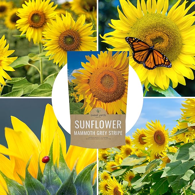 Mammoth Grey Stripe Sunflower Seeds for Planting – Bulk Quarter Pound Bag – Over 1,000 Open