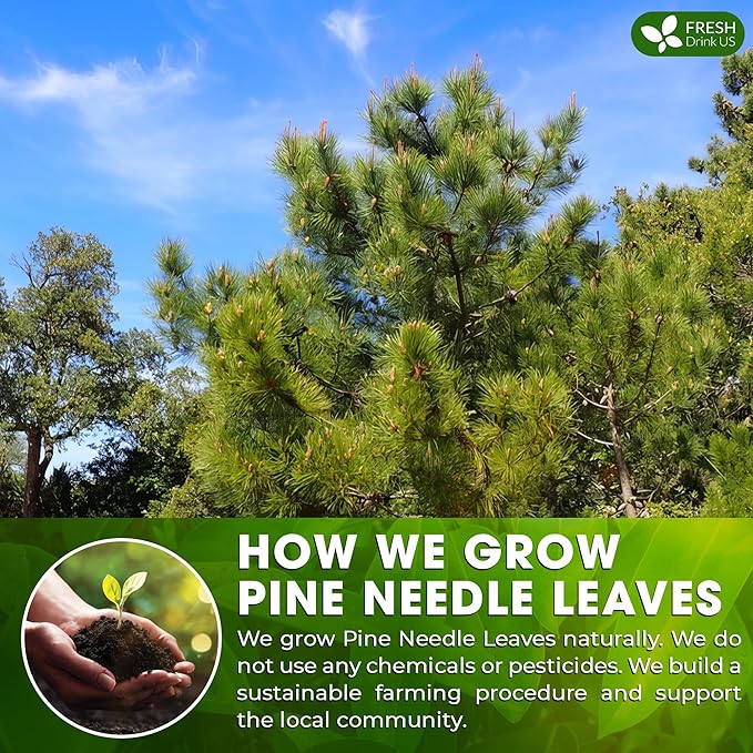 FreshDrinkUS, Pine Needle Tea Bags ??40 Tea Bags, Naturally Caffeine-Free, Refreshing Herbal Tea