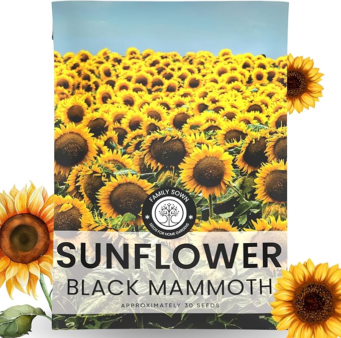 Black Mammoth Sunflower - Large 2,500mg Envelope - 30 Flower Seeds for Planting - Helianthus annuus