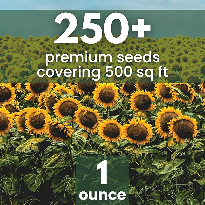 Black Mammoth Sunflower - Large 1 Ounce Packet - 250 Flower Seeds for Planting - Helianthus annuus