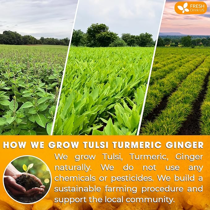 FreshDrinkUS, Premium 135 Tulsi Turmeric Ginger Tea Bags, 100% Natural & Pure from Tulsi Holy Basil