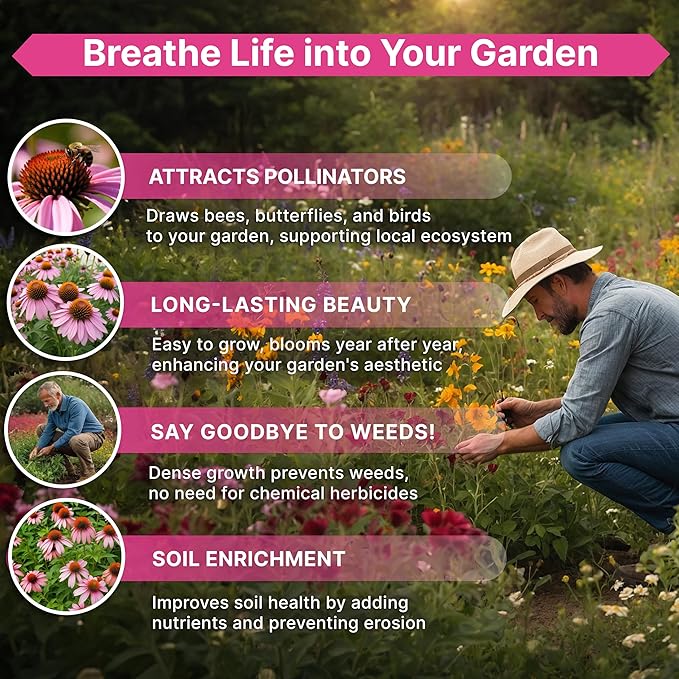 Organo Republic Echinacea Seeds Pack 4 oz - Over 37,500 Non-GMO Heirloom Echinacea Seeds for