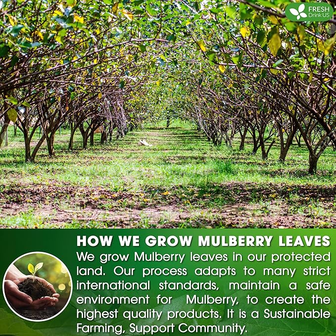 FreshDrinkUS Premium Mulberry Leaf Tea - 50 Bags, 100% Natural & Pure. Loose Leaf Herbal Tea.