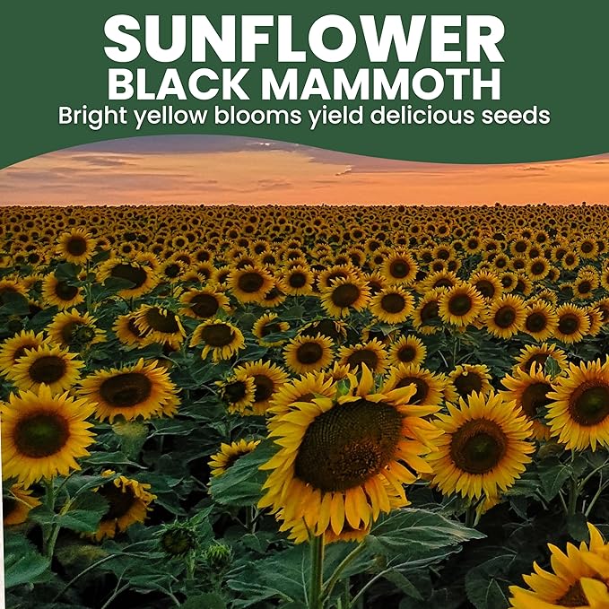 Black Mammoth Sunflower - Large 1 Ounce Packet - 250 Flower Seeds for Planting - Helianthus annuus