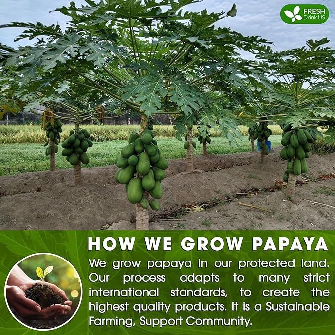 FreshDrinkUS, Premium 135 Papaya Leaf Tea Bags, 100% Natural & Pure from Papaya Leaves. Loose Leaf