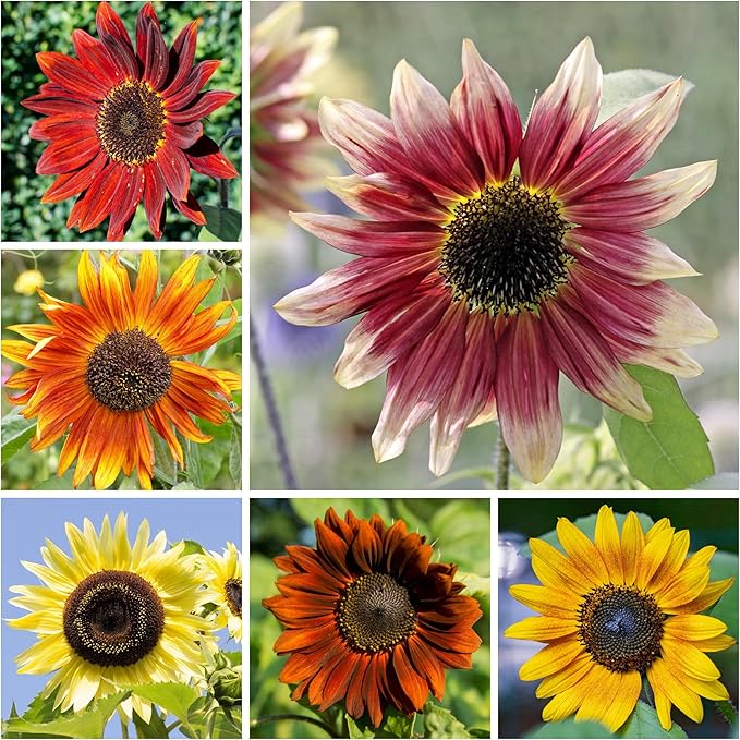 Seed Needs Sunflower Seeds for Planting The Original Crazy Blend | 1 Ounce 15+ Heirloom Varieties