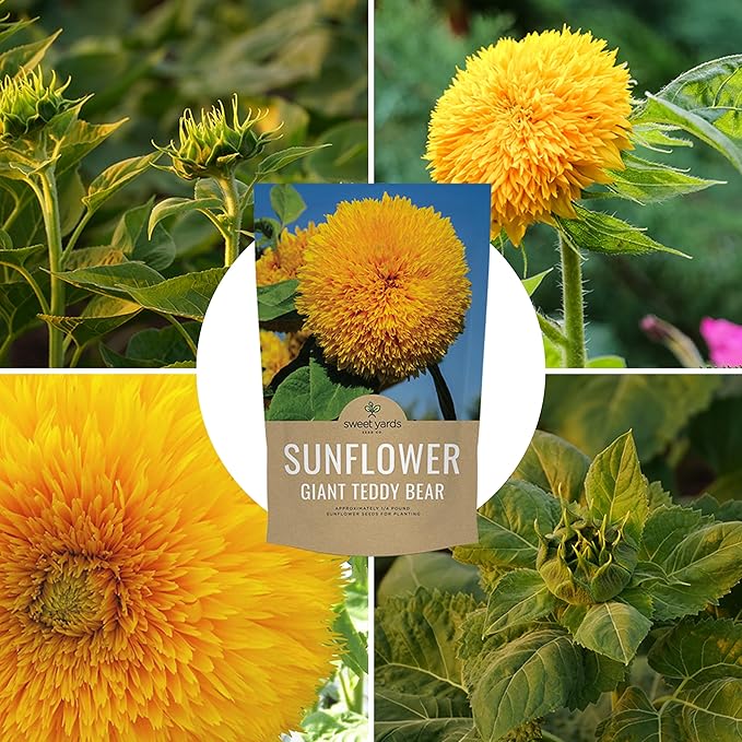 Giant Teddy Bear Sunflower Seeds - Bulk 1/4 Pound Bag - Over 5,000 Fresh Open Pollinated Non-GMO