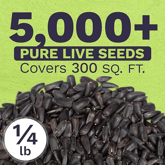 Giant Teddy Bear Sunflower Seeds - Bulk 1/4 Pound Bag - Over 5,000 Fresh Open Pollinated Non-GMO