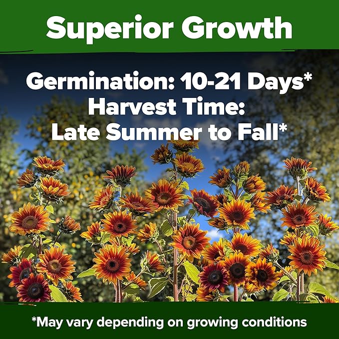 HOME GROWN 𝗨𝗦𝗔 𝗣𝗥𝗘𝗠𝗜𝗨𝗠 Autumn Beauty Sunflower Seeds to Plant 40 Heirloom Non-GMO
