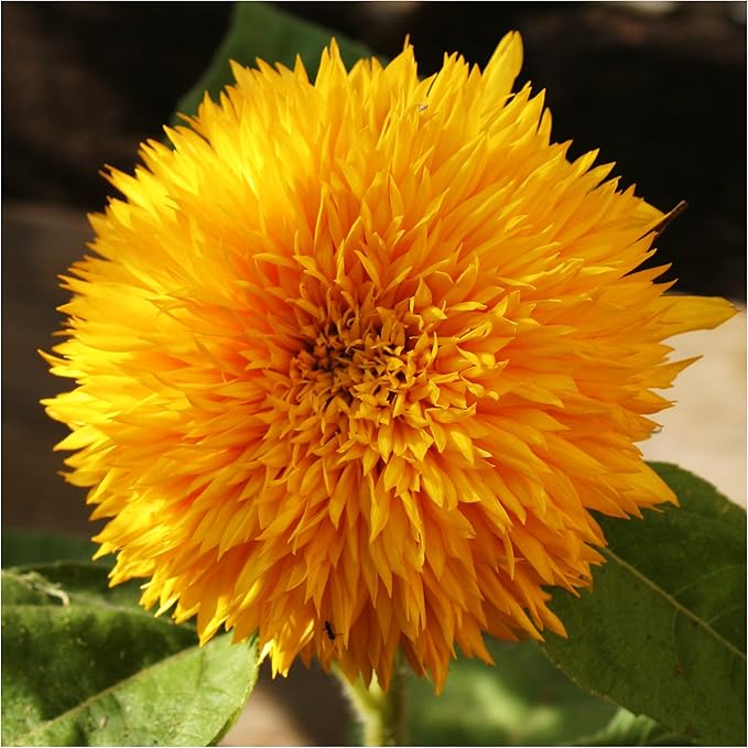 Seed Needs Sunflower Seeds for Planting an Outdoor Flower Garden - Heirloom & Open Pollinated