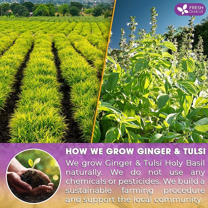 FreshDrinkUS, Premium 135 Ginger Tulsi Tea Bags, 100% Natural, Hand-made Blend of Ginger and Tulsi