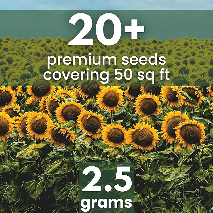Black Mammoth Sunflower - Large 2,500mg Envelope - 30 Flower Seeds for Planting - Helianthus annuus